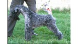 Kerry Blue Terrier. Ch. Gari Baldi de La Cadiera. 