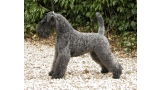 Kerry Blue Terrier. Ch. La Cadiera Estela Plateada.