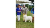 Samoyedo.