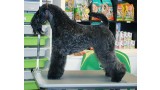 Kerry Blue Terrier. Ch. Yo Soy Saraoz de La Cadiera. 