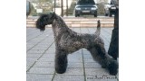 Kerry Blue Terrier.  Ch. Braudag Fantagiro.