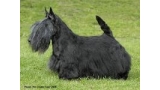 Scottish Terrier. Dundee Cool Trooper. Scottish Terrier. Dundee Cool Trooper.