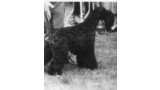 Kerry Blue Terrier. Louisburgh Souvenir
