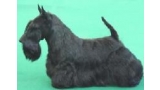 Scottish Terrier. Quaint Goodwill. Scottish Terrier. Quaint Goodwill.