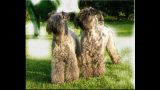 Kerry Blue Terrier. El Piri y Lur