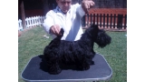 Scottish Terrier. Eversouth As Good As It Is.