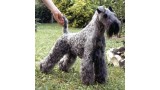 Kerry Blue Terrier. Ch. Clanciarrai Stormer.
