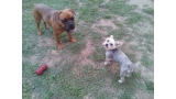 Coco y Nody en su parque de la Residencia Canina La Cadiera en Avila