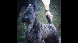 Kerry Blue Terrier. Ch. La Cadiera Diamonds Are Forever. Exc. 1ra-CAC-CACIB y BOS. 