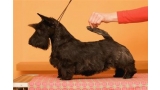 Scottish Terrier. Filisite Brash Glamorous Delight.