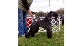Kerry Blue Terrier. Ch. Kerrydom Court Hardy.  Kerry Blue Terrier. Ch. Kerrydom Court Hardy.