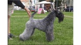 Kerry Blue Terrier. Ch. Quick Silver de La Cadiera at Liott. 