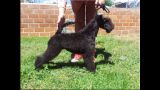 Kerry Blue Terrier. La Cadiera Felicity. Clase Cachorros Hembras M.B. 1.  Kerry Blue Terrier. La Cadiera Felicity. Clase Cachorros Hembras M.B. 1.