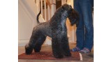 Kerry Blue Terrier. Angus de Liott.