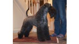 Kerry Blue Terrier. Angus de Liott.