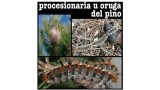 Procesionaria del pino