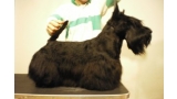 Scottish Terrier. De Magic Illusions Acdc At Treysas´s. Scottish Terrier. De Magic Illusions Acdc At Treysas´s.