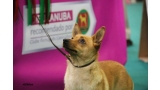 Podenco Portugués.  Ch. Kalixta Biankitos de Vale do Cruz.