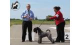 Kerry Blue Terrier.  Ch. La Cadiera Fenomeno Azul en Lituania.