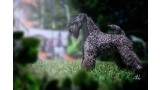 Kerry Blue Terrier. Camada 3i.
