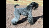 Kerry Blue Terrier. Ch. Simply the Best de La Cadiera. Exc. 1ra - C.A.C. - BOB. 