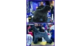Kerry Blue Terrier. Trabajo con Anita en el Gran Slam de Artero en Barcelona 2017.