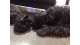 Kerry Blue Terrier. Zafi y Ziza