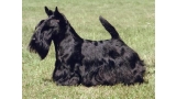 Scottish Terrier. Raglan Royal Prospect.
