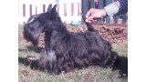 Scottish Terrier.  Ch. Dundee Boogie Woogie.
