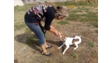 Dana de paseo jugando con Maribel en la Residencia Canina La Cadiera en Avila