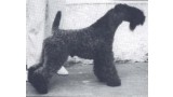 Kerry Blue Terrier. Louisburgh Ballycroy