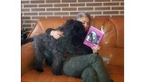 Kerry Blue Terrier. Ch. La Cadiera Estela Plateada. Estela con Maribel leyedo el libro.