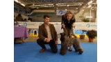 Kerry Blue Terrier.  Ch. La Cadiera Geisha. Exc. 1ª CAC CACIB BOS..