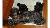 Kerry Blue Terrier. Camada 3i con 4 días.