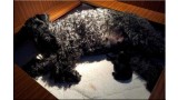 Kerry Blue Terrier. Camada 3B. 