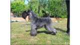 Kerry Blue Terrier.