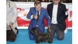Scottish Terrier.  Ch. MISS MIAMI DE TREYSAS.