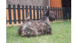 Scottish Terrier. Marilyn De Treysas.