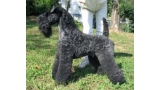 Kerry Blue Terrier.  Multi Ch. Torum´s Smokey Chisholm.