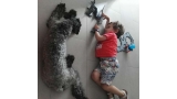 Kerry Blue Terrier. Mateo jugando con Toreta