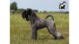 Kerry Blue Terrier.  Ch. La Cadiera Fenomeno Azul.