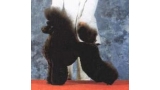 Caniche.  Ch. Nutlee Timari Haute Couture.