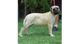 Bullmastiff. Bona Dea De El Tiaso. Bullmastiff. Bona Dea De El Tiaso.