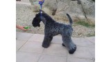 Kerry Blue Terrier. Corben Dallas de La Cadiera. Kerry Blue Terrier. Corben Dallas de La Cadiera.
