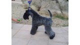 Kerry Blue Terrier. Corben Dallas de La Cadiera.