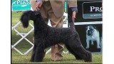 Kerry Blue Terrier. Ch. Unicornio Azul de La Cadiera,  El. 