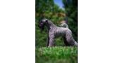 Kerry Blue Terrier.  Ch. Angus de Liott.