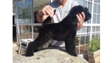 Kerry Blue Terrier. Camada 3H. La Cadiera Haydn.