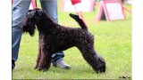 Kerry Blue Terrier.