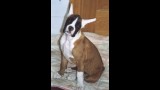Boxer. Queen con 3 meses y orejitas recien cortadas. Boxer. Queen con 3 meses y orejitas recien cortadas.